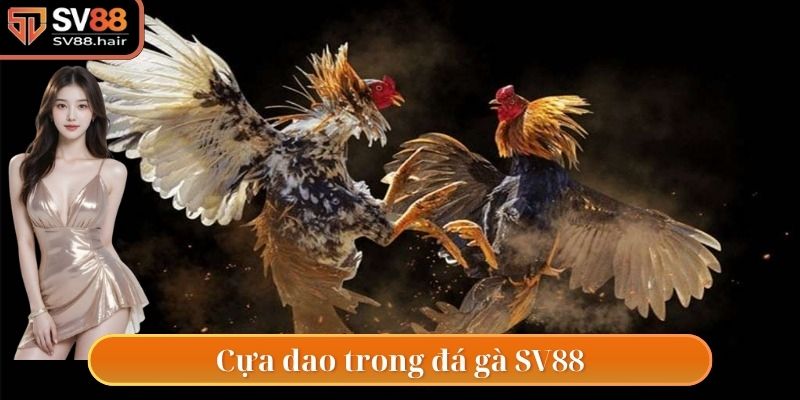 Thể loại cựa dao tại sân chơi đá gà SV88
